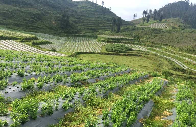 Hình ảnh vườn dược liệu đạt chuẩn GACP-WHO để bào chế An Bì Thang