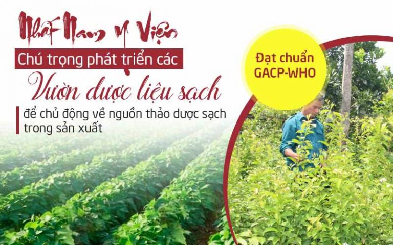 Nhất Nam An Bì Thang được bào chế từ nguồn dược liệu sạch, đạt chuẩn