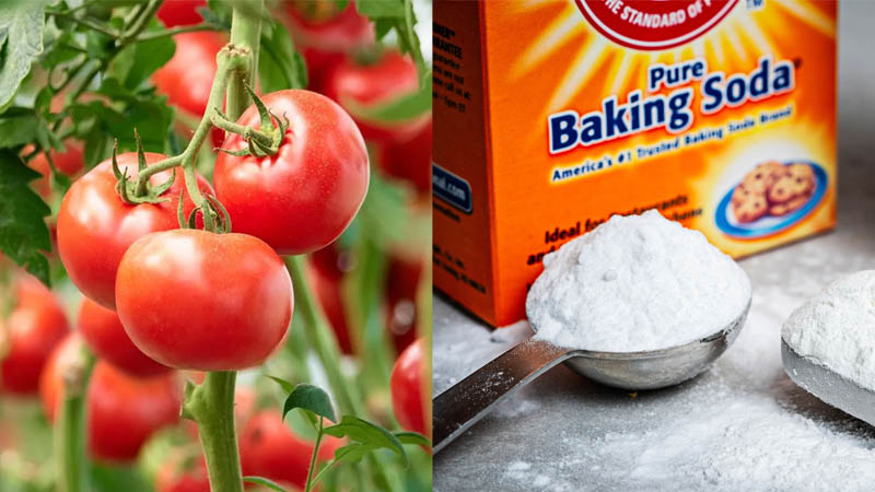 Trị mụn đầu đen bằng baking soda và cà chua được nhiều người ưa chuộng