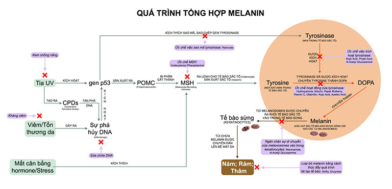 Ức chế sản sinh melanin sẽ loại bỏ tàn nhang từ gốc